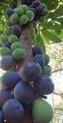 Davidson Plum