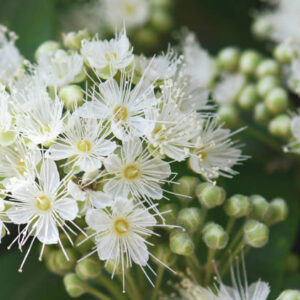 The Lemon Myrtle Plant