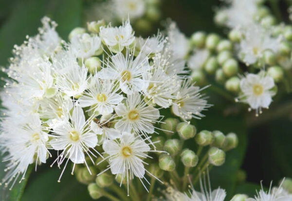 The Lemon Myrtle Plant